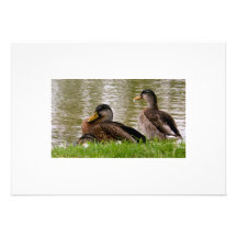 Einladung mit 3 Enten