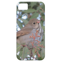 Einsiedler-Drossel iPhone 5 Fall iPhone 5 Etuis