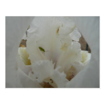Einzigartige Wanze auf einer Iris-Blume Postkarte