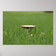 Einziger Pilz Posterdrucke