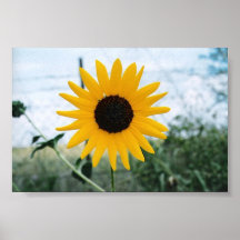 Einziges Sunfloer Poster