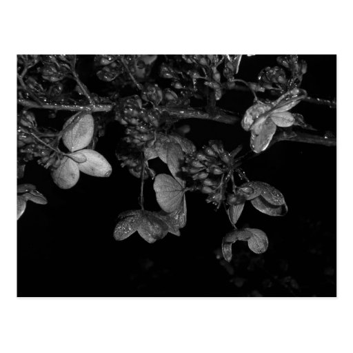 Eis bedeckte Blumen Postkarte
