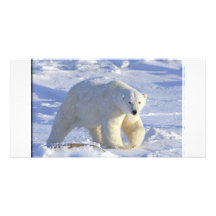 EISBÄR 1 BILDERKARTEN