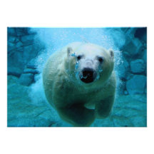 Eisbär im Wasser Ankündigungen
