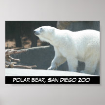 Eisbär-Plakat