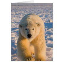 Eisbär, Ursus maritimus, polar betreffen Eis Grußkarte