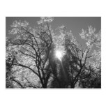 Eisiger Baum Postkarte