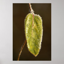Eisiges Blatt Plakat
