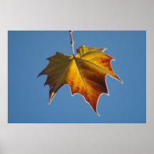 Eisiges Blatt Poster