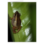 EL Coqui Karten