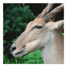 Eland Einladungen