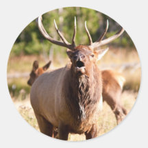 Elche Bugling Runder Aufkleber