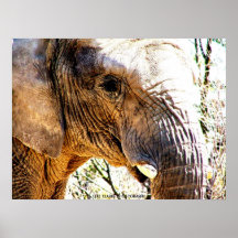 Elefant-Foto Posterdrucke