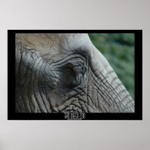 Elefant Plakatdrucke