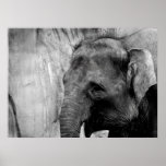 Elefant Posterdrucke