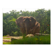 Elefant Postkarte