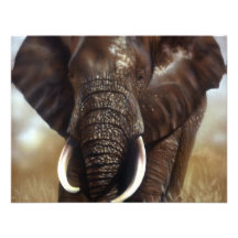 Elefant Stier druckt Einladungen