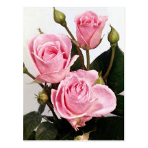 Elegante Rosen-Rosa-Rosen Postkarten