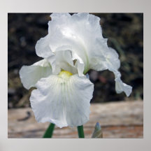 Elegante weiße Iris Plakate