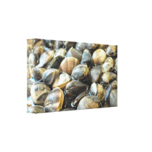 Eleganter Muschel-Druck auf Hand-streached Leinwan Gespannter Galerie Druck