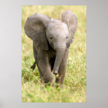 Elephant Baby Posterdrucke