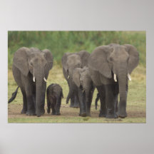 Elephant Family Plakate