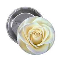Elfenbein-Rose Anstecknadelbutton