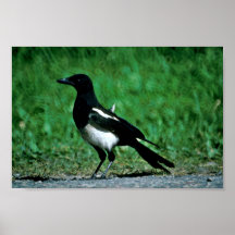 Elster Plakatdruck