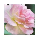 Empfindliche rosa Rosenblumenblätter Leinwand Druck