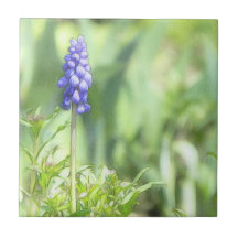 Empfindliche Trauben-Hyazinthen-Blüte Keramikfliesen
