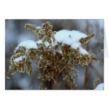 Empfindlicher Winter Grußkarten