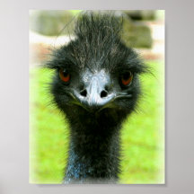 EMU-VOGEL-FOTO-PORTRÄT POSTERDRUCKE