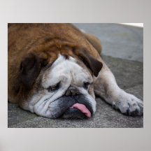 Englische Bulldogge Plakate