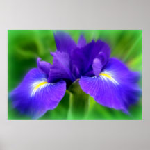 Englische Iris Posterdruck