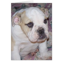 Englischer Bulldoggen-Welpe Notecard Karten
