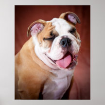 Englischer Bulldoggen-Welpe Posterdruck