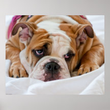 Englischer Bulldoggen-Welpe Plakatdrucke