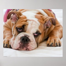 Englischer Bulldoggen-Welpe Posterdrucke
