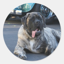 Englischer Mastiff Runde Sticker