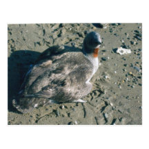 ENTE (2) POSTKARTEN