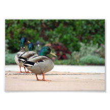 Ente, die zurück schaut fotografien