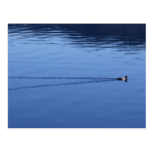 Ente duck postkarte