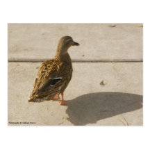 Ente in Bewegung Postkarten