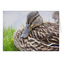 Ente Karte