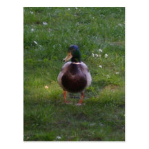 Ente Postkarte