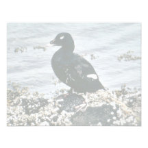 Enten-Enten Ankündigungskarten