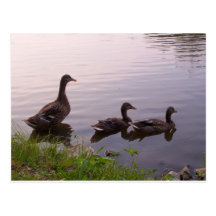 Enten-Familien-Postkarte