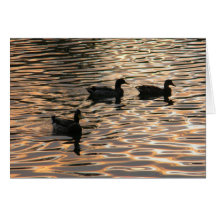 Enten Grußkarte