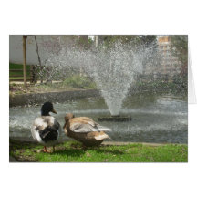 Enten-Liebe Karte