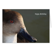 Enten-nahe hohe Fotografie Karten